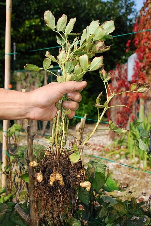 Where do peanuts come from?