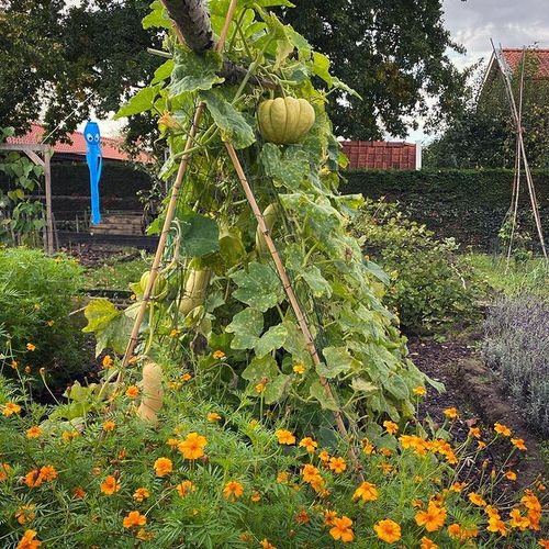 Vertical Growing Pumpkin
