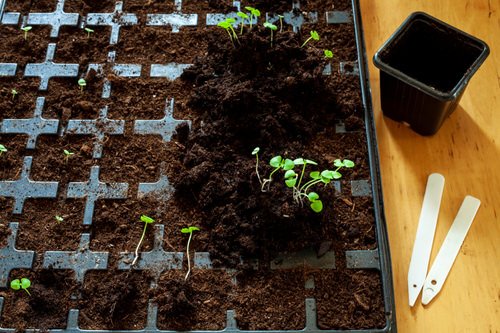 11 Ταχέως Αναπτυσσόμενα Βότανα που μπορείτε να Καλλιεργήσετε από Σπόρους