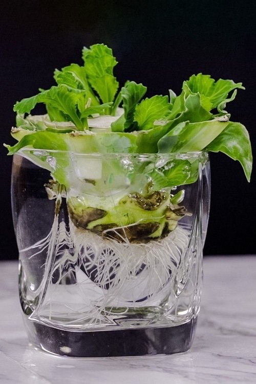 Λαχανικά που μπορούν να καλλιεργηθούν σε νερό 4