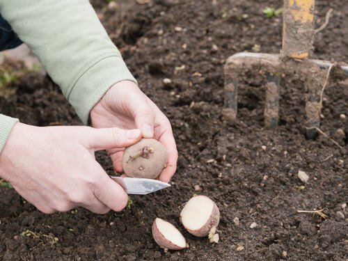 Easy Planting Hack 4