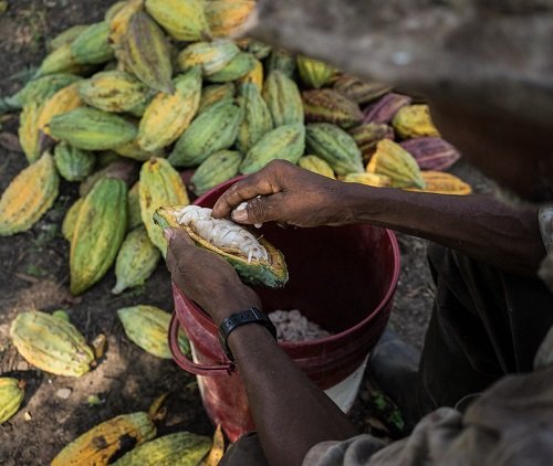 Chocolate is a fruit or a vegetable7