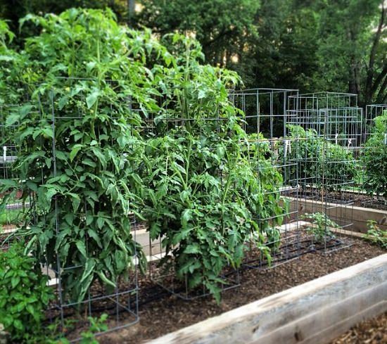 The best DIY tomato cages