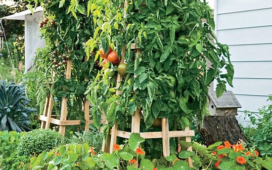 DIY Tomato Cage and Stake Idea