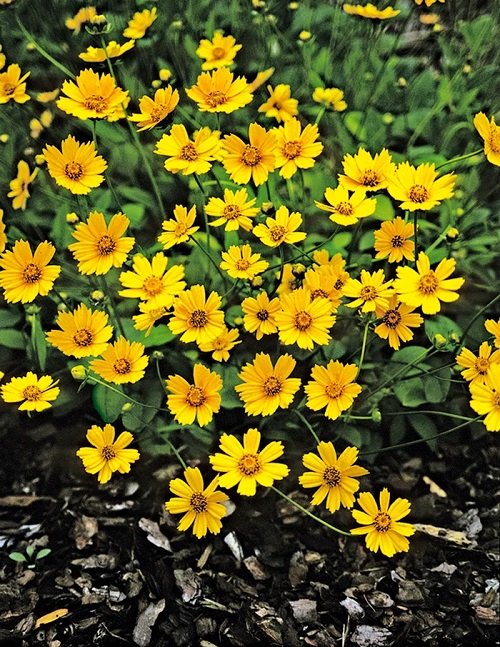 50 πιο όμορφα κίτρινα πολυετή λουλούδια 7