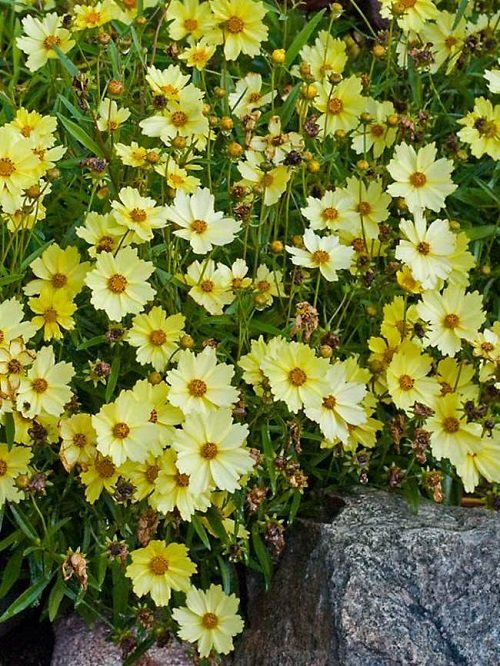 50 πιο όμορφα κίτρινα πολυετή λουλούδια 9
