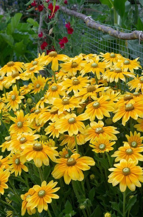 50 πιο όμορφα κίτρινα πολυετή λουλούδια 12
