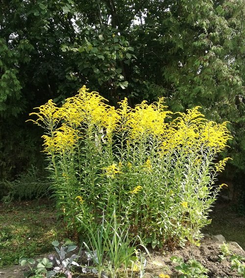 50 πιο όμορφα κίτρινα πολυετή λουλούδια 13