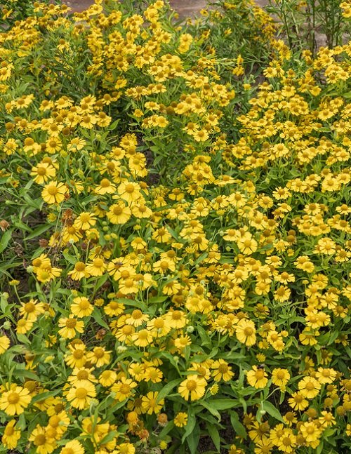 50 πιο όμορφα κίτρινα πολυετή λουλούδια 15