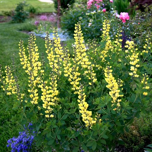 50 πιο όμορφα κίτρινα πολυετή λουλούδια 17