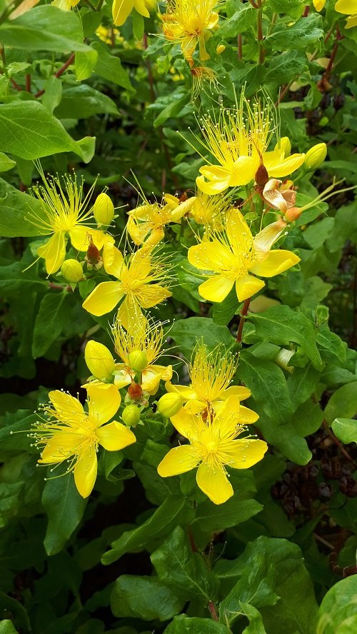 50 πιο όμορφα κίτρινα πολυετή λουλούδια 21