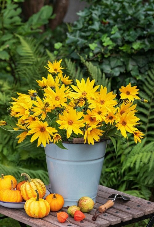 50 πιο όμορφα κίτρινα πολυετή λουλούδια 24