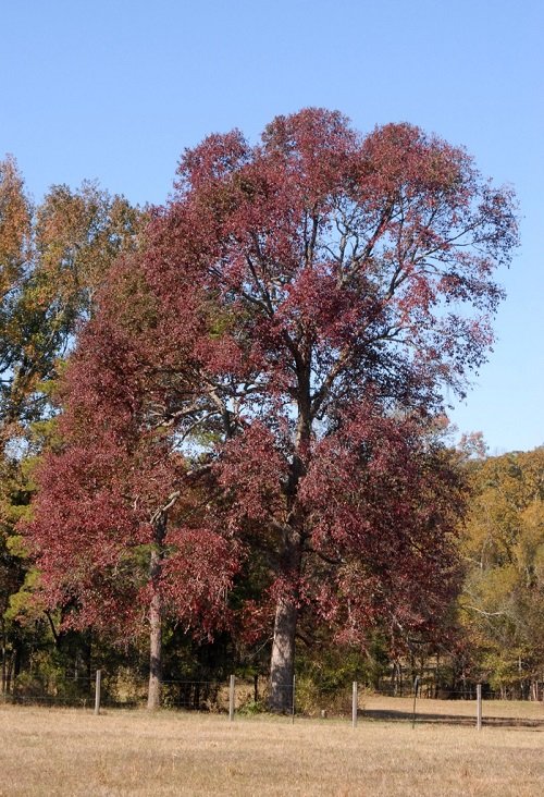 18 όμορφα δέντρα με μωβ φύλλα