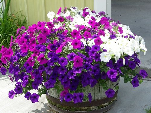 whiskey barrel planter