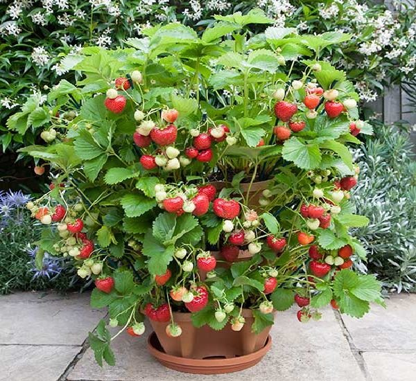 8 Best Berries to Grow in Containers