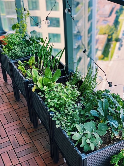 Πώς να φτιάξετε έναν κήπο με βότανα στο μπαλκόνι